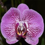 Phalaenopsis Fullers Rabbit B S